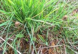 Psilocybe semilanceata image