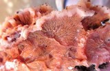 Merulius tremellosus image