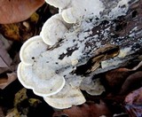 Gloeoporus dichrous image
