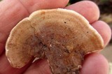 Gloeoporus dichrous image