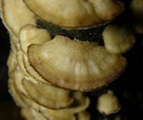 Bjerkandera adusta image