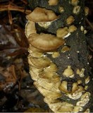 Bjerkandera adusta image