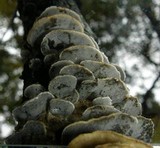 Bjerkandera adusta image