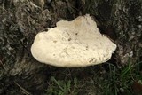 Daedaleopsis confragosa image