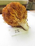 Ramaria sandaracina var. chondrobasis image