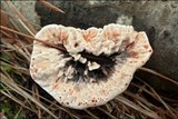 Hydnellum peckii image