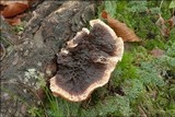 Hydnellum peckii image