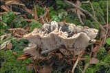 Hydnellum peckii image