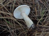 Lactarius vinaceorufescens image
