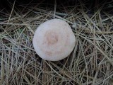 Lactarius vinaceorufescens image