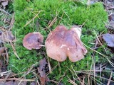 Tricholoma pessundatum image