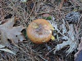 Suillus luteus image