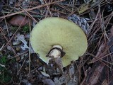 Suillus luteus image