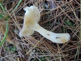 Russula puellaris image