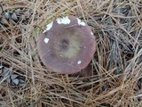 Russula xerampelina image