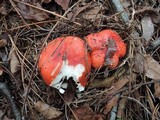 Russula silvestris image