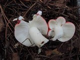 Russula silvestris image