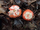 Russula silvestris image