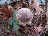 Chlorophyllum olivieri image