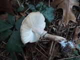 Chlorophyllum olivieri image