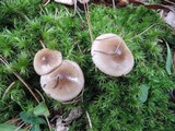 Hygrophorus agathosmus image
