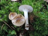 Hygrophorus agathosmus image