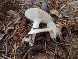 Hygrophorus agathosmus image