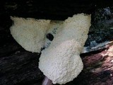 Fuligo septica image