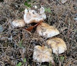 Hebeloma crustuliniforme image
