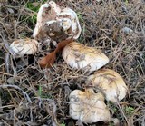 Hebeloma crustuliniforme image