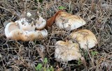 Hebeloma crustuliniforme image