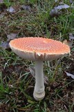 Amanita persicina image
