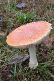 Amanita persicina image