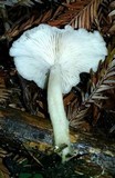 Clitocybe salmonilamella image