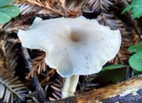 Clitocybe salmonilamella image