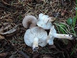 Tricholoma scalpturatum image