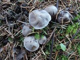 Tricholoma scalpturatum image