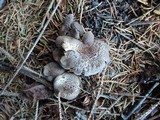 Tricholoma scalpturatum image