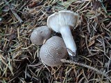 Tricholoma scalpturatum image