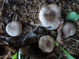 Tricholoma scalpturatum image