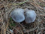 Tricholoma gausapatum image