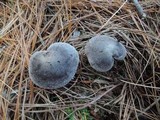 Tricholoma gausapatum image