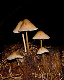 Mycena galericulata image
