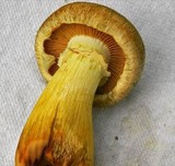 Gymnopilus luteus image