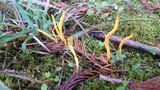 Clavulinopsis fusiformis image