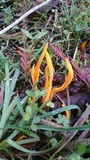 Clavulinopsis fusiformis image