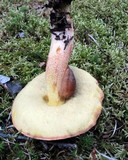 Leccinum subglabripes image