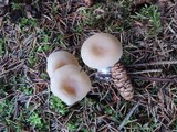 Clitocybe fragrans image