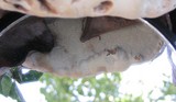 Ganoderma polychromum image