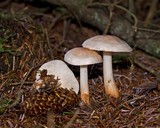 Rhodocollybia maculata image